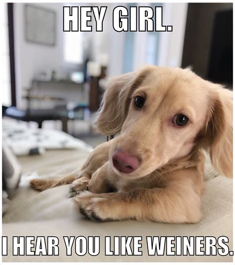 Weenie dog meme - With Tenor, maker of GIF Keyboard, add popular Weenie Dog animated GIFs to your conversations. Share the best GIFs now >>>